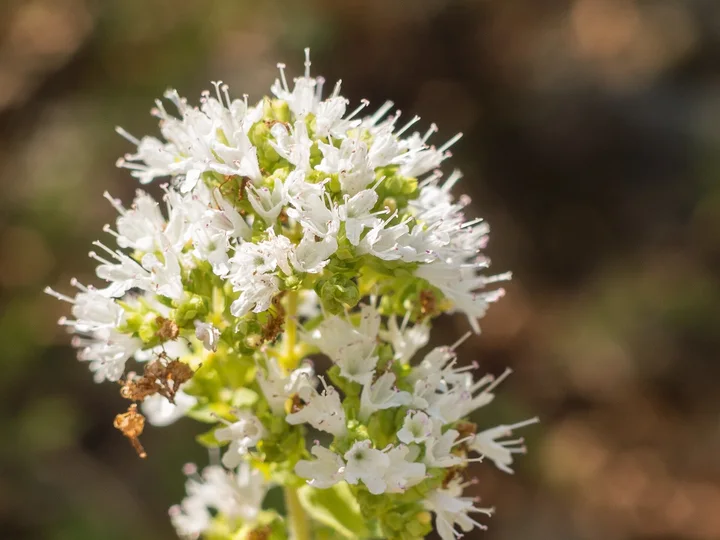 Oregano grecesc, o subspecie de sovârf, cu flori albe și bractee verzi-gălbui, într-un capitul des