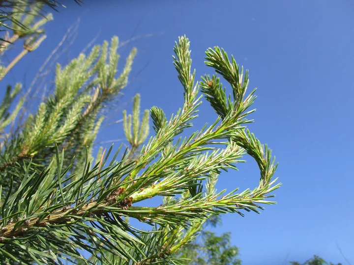 Lăstari tineri, de un verde deschis, care se desfac la capătul ramurilor de pin silvestru, pe fond de cer albastru