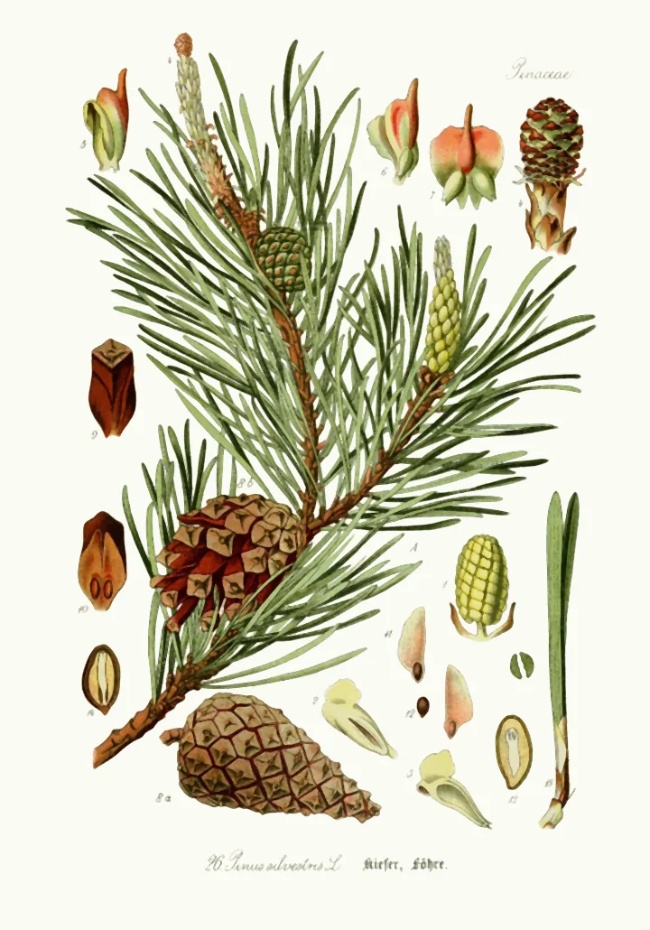Planșă botanică veche cu o ramură de pin silvestru cu con, cu detalii ale florilor, solzilor și semințelor