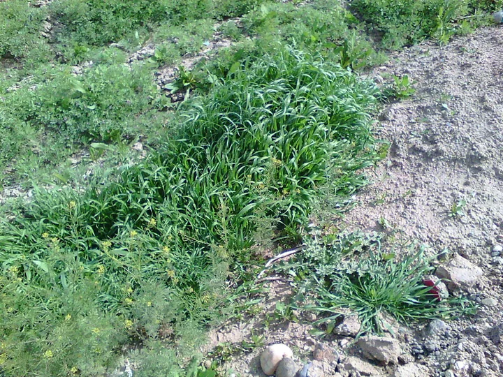 Un petic des de iarbă verde, cu frunze înguste, pe un taluz cu pietriș