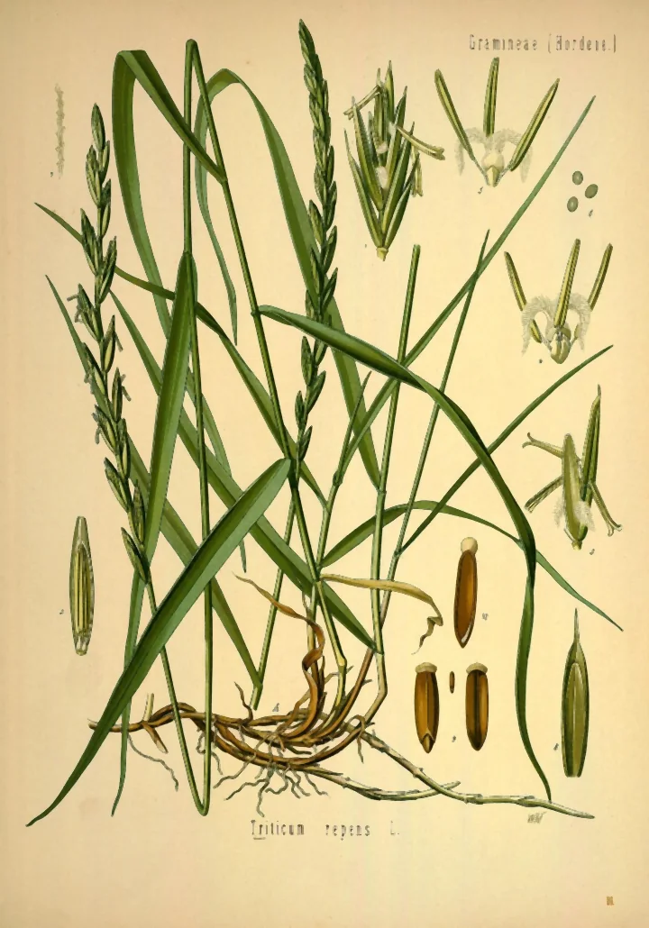 Planșă botanică veche cu pir, numit Triticum repens: planta întreagă, cu rizomi, spice și frunze, și detalii despre flori și fruct