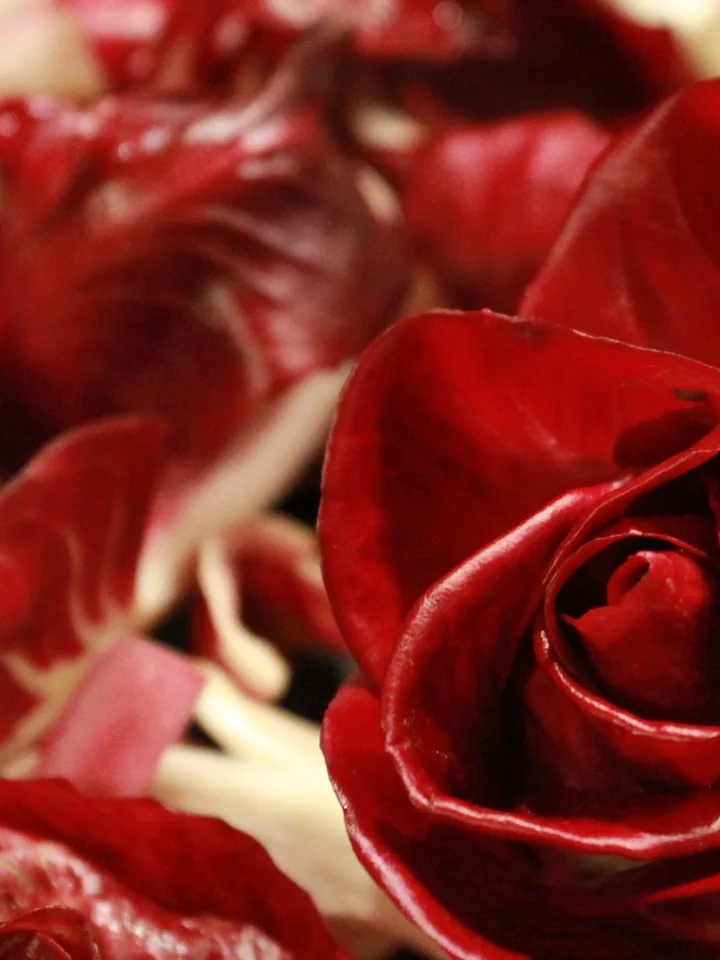 Radicchio roșu de tipul Rosa di Gorizia, cu frunze roșii strânse ca un trandafir