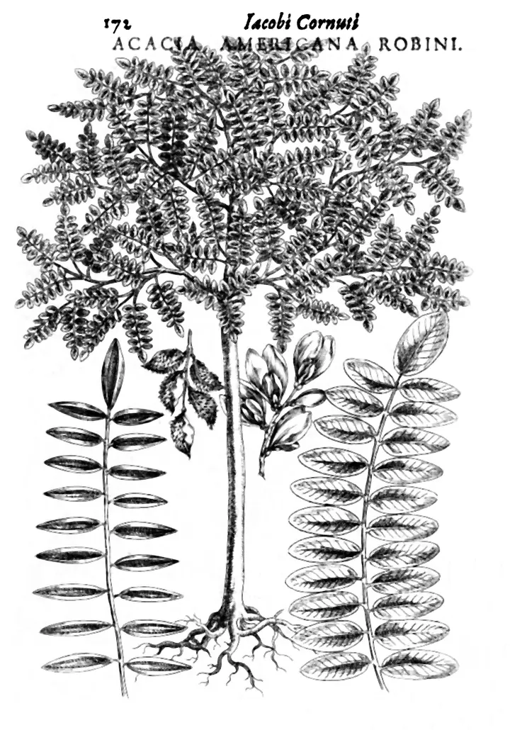 Gravură din 1635 cu o ramură de salcâm cu frunze compuse și inscripția Acacia americana Robini
