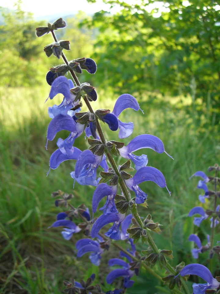 Spic de Salvia pratensis, cu flori mari albastru-violet, în iarbă