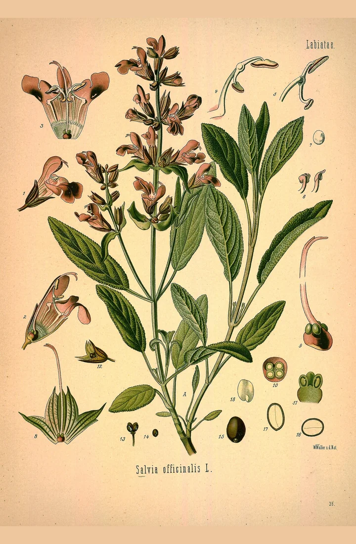 Planșă botanică veche, colorată, cu o tulpină înflorită de salvie, cu flori roz-brune și frunze verzi, și detalii ale florii, ale staminelor și ale fructului