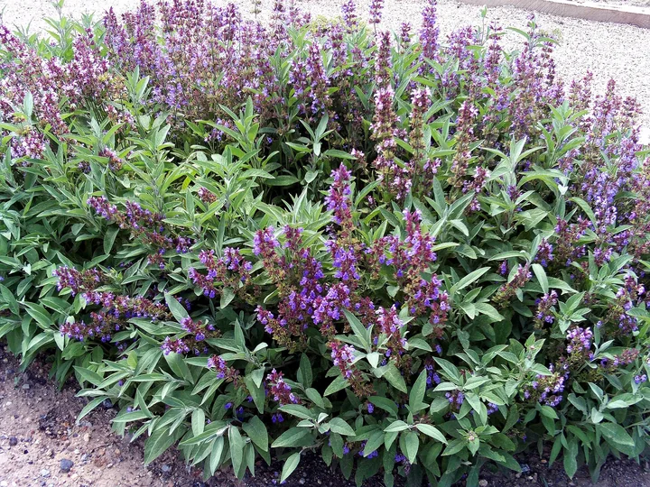 Tufă de salvie înflorită, cu frunze cenușii-verzui și spice de flori violet și purpurii, într-un strat de grădină