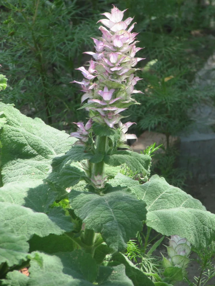 Salvia sclarea, cu frunze mari, încrețite, și cu un spic de flori albicioase, între bractee roz-pal