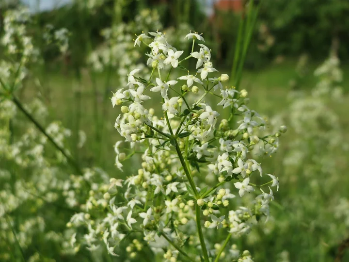 Panicule rare de flori mici, albe, de sânziană albă, într-o pajiște