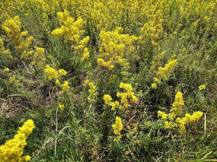Pâlcuri dese de sânziană cu flori galbene, printre ierburi, pe un munte din Bosnia și Herțegovina