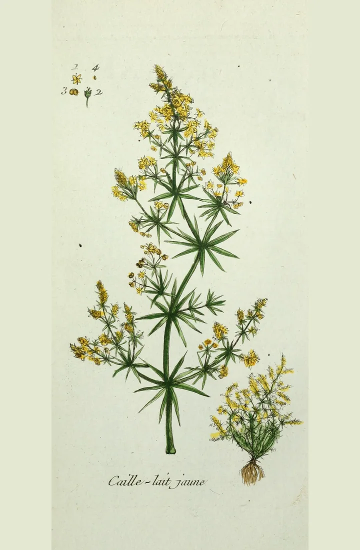 Planșă botanică veche, colorată, cu o tulpină de sânziană cu flori galbene și frunze în cerc, o tufă mică cu rădăcină și inscripția Caille-lait jaune