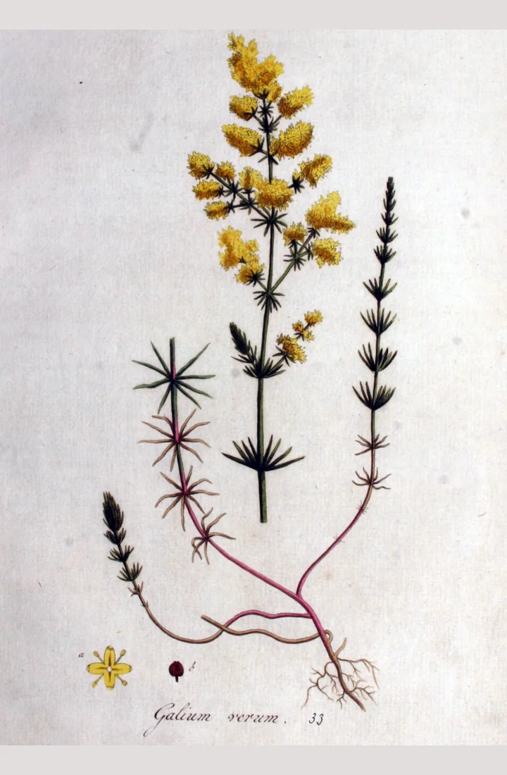 Planșă botanică veche, colorată, cu sânziană înflorită, rădăcini roșiatice, o floare în detaliu și inscripția Galium verum