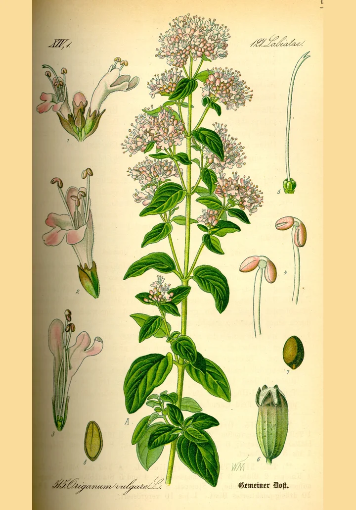 Planșă botanică veche, colorată, cu o tulpină înflorită de sovârf și detalii ale florii, staminelor și fructului
