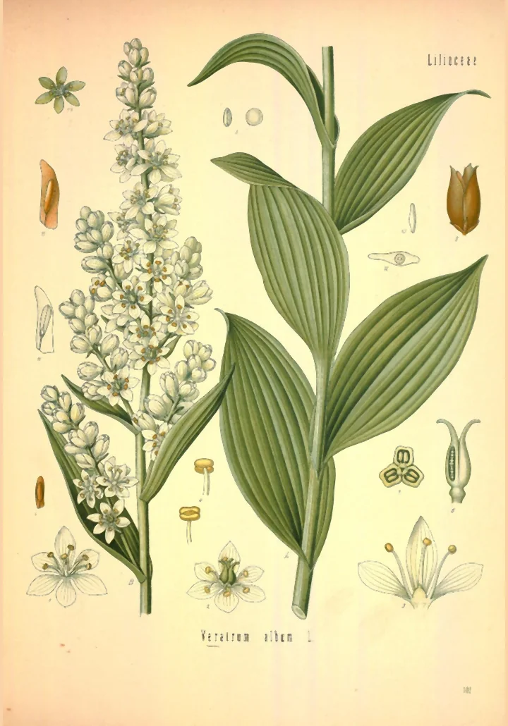 Planșă botanică veche cu strigoaie: tulpină cu frunze late, alterne, inflorescență lungă cu flori albe-verzui și detalii ale florii și fructului