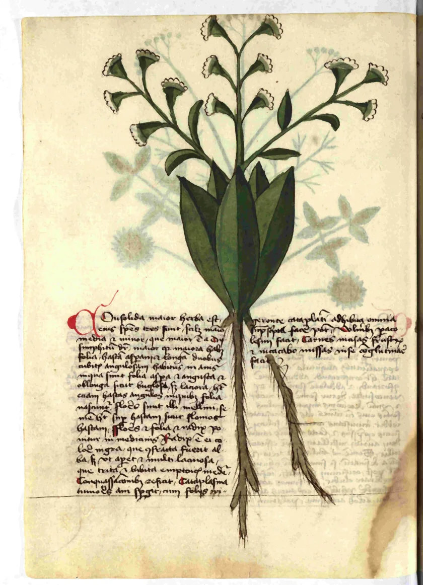Pagină de manuscris medieval cu desenul stilizat al unei plante cu frunze verzi închise, flori albe în formă de pâlnie și rădăcini lungi, brune, cu text latin sub desen