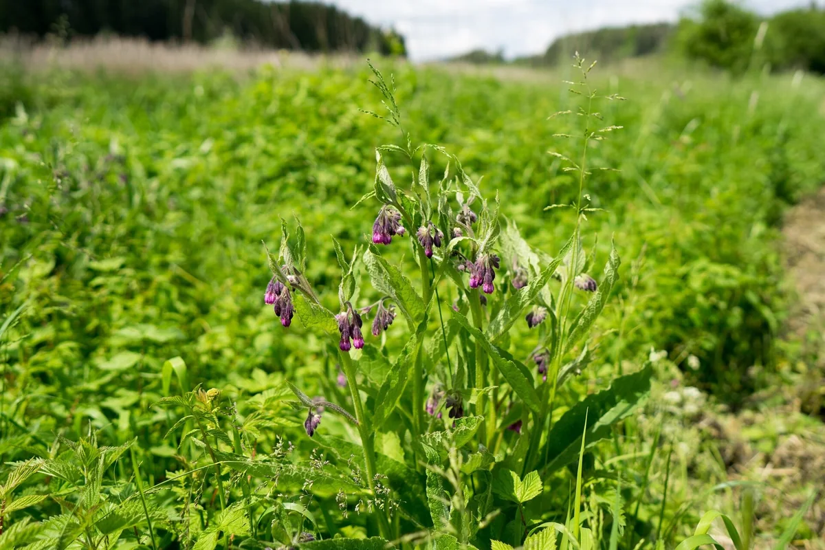 Pajiște verde cu o tufă de tătăneasă înflorită, cu flori purpurii lăsate în jos