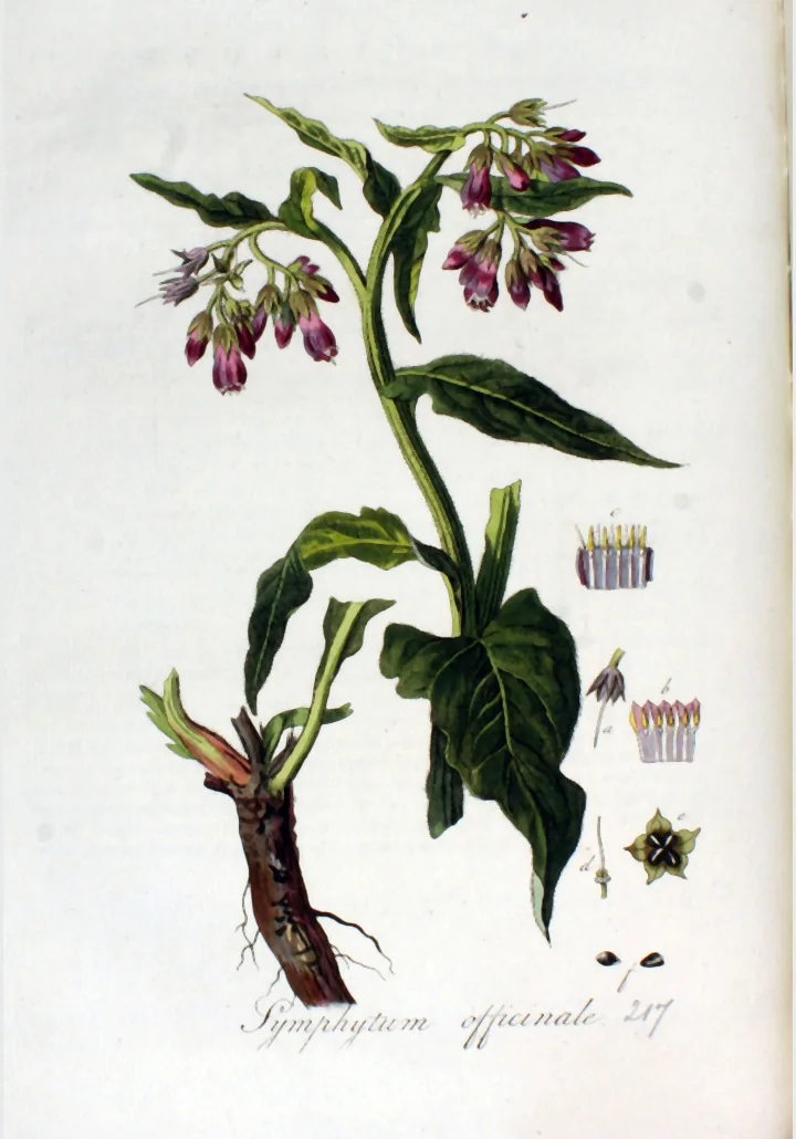 Planșă botanică veche cu tătăneasă: tulpină înflorită cu flori purpurii lăsate în jos, frunze, rădăcină neagră și detalii ale florii și ale fructului