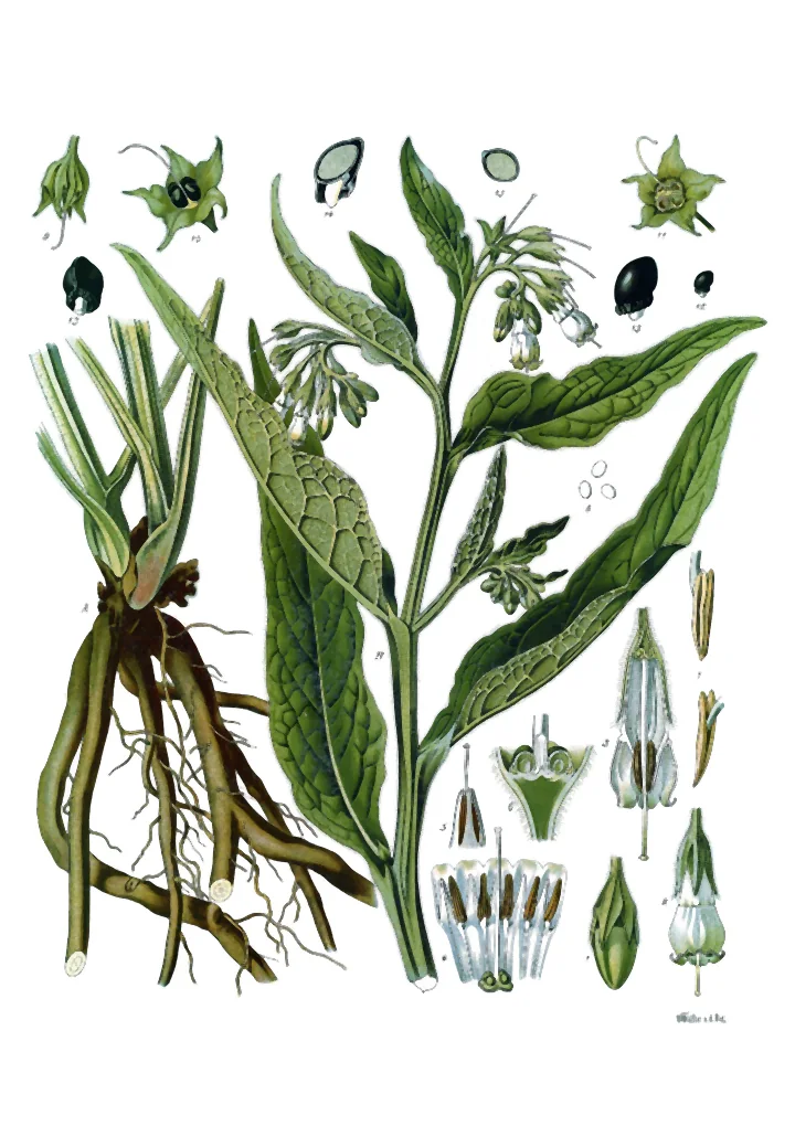 Planșă botanică colorată cu tătăneasă: planta întreagă, rădăcini groase și florile, mărite, în secțiune