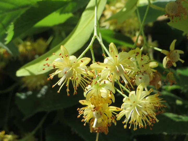 Buchet atârnat de flori de tei, pornit dintr-o bractee lungă, galben-verzuie