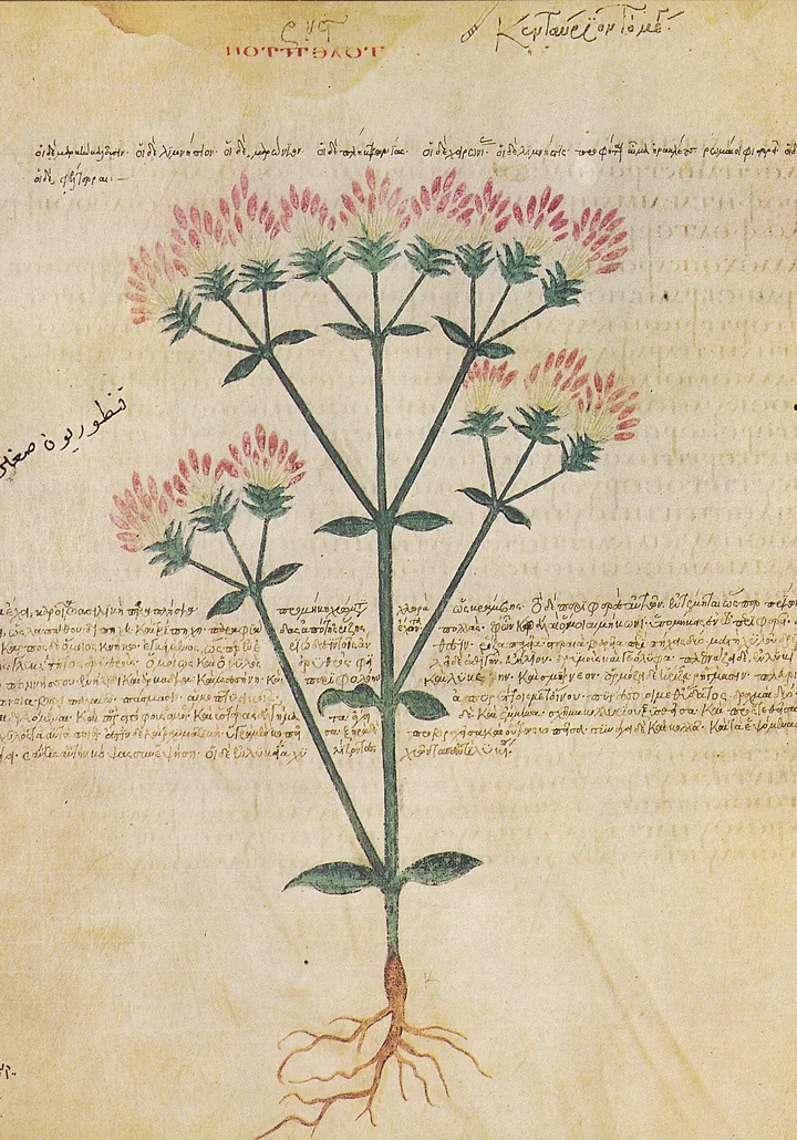 Pagină de manuscris vechi, cu text grecesc și desenul unei plante cu flori roz adunate în mai multe cime, pe o tulpină cu rădăcină