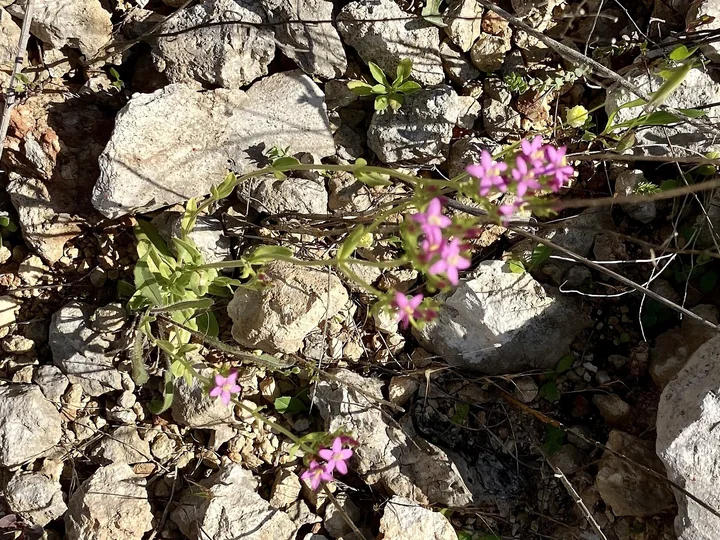 Tulpini subțiri de țintaură cu flori roz, crescute între pietre