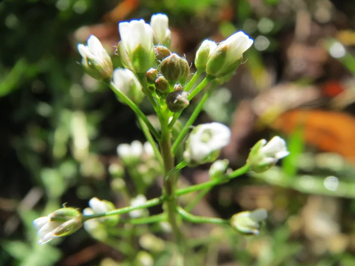 Floare de traista-ciobanului văzută de aproape, cu petale albe și boboci verzi
