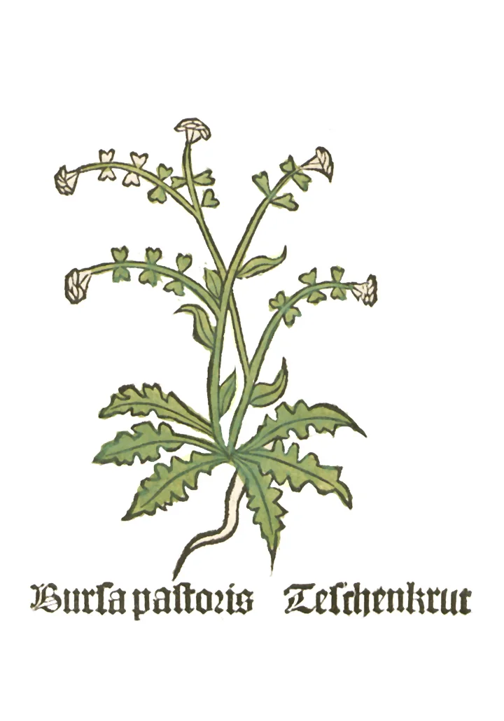 Gravură veche în lemn, colorată, cu o tulpină de traista-ciobanului și inscripția Bursa pastoris Teschenkrut