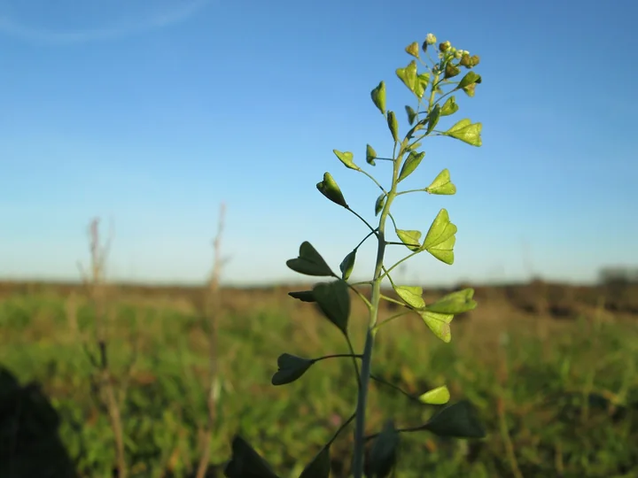 Tulpină de traista-ciobanului cu fructe verzi triunghiulare, la marginea unui câmp, sub cer senin