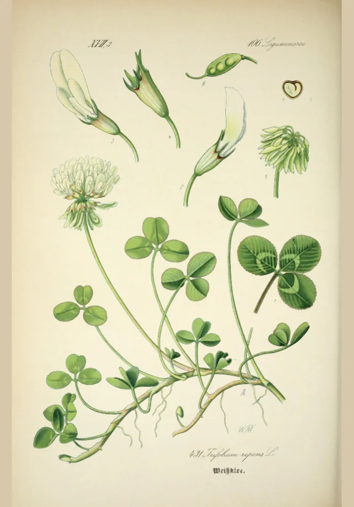 Planșă botanică veche, colorată, cu tulpini târâtoare de trifoi alb, un capitul alb, frunze din trei foliole și detalii ale florii și ale fructului