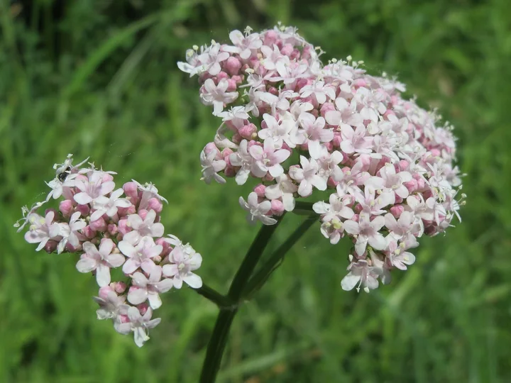 Inflorescență de valeriană, cu flori mici, roz-albe, grupate în buchete dese, pe un fundal verde