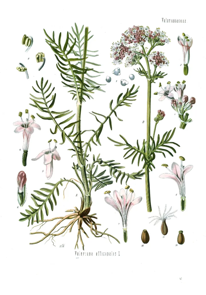 Planșă botanică veche, colorată, cu valeriană: tulpina înflorită, frunzele cu foliole înguste, rădăcina și detalii ale florii și ale fructului