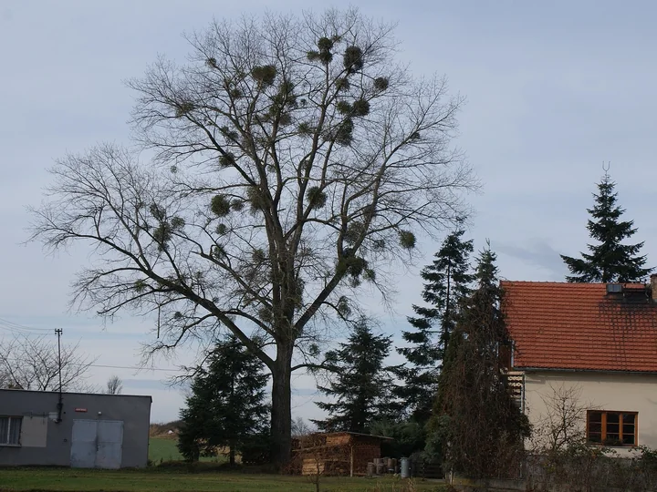 Copac mare, fără frunze, cu mai multe tufe rotunde de vâsc în coroană, lângă o casă cu acoperiș roșu