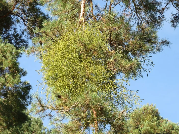 Tufă de vâsc verde-gălbuie, atârnată între ramurile unui pin, pe cer albastru