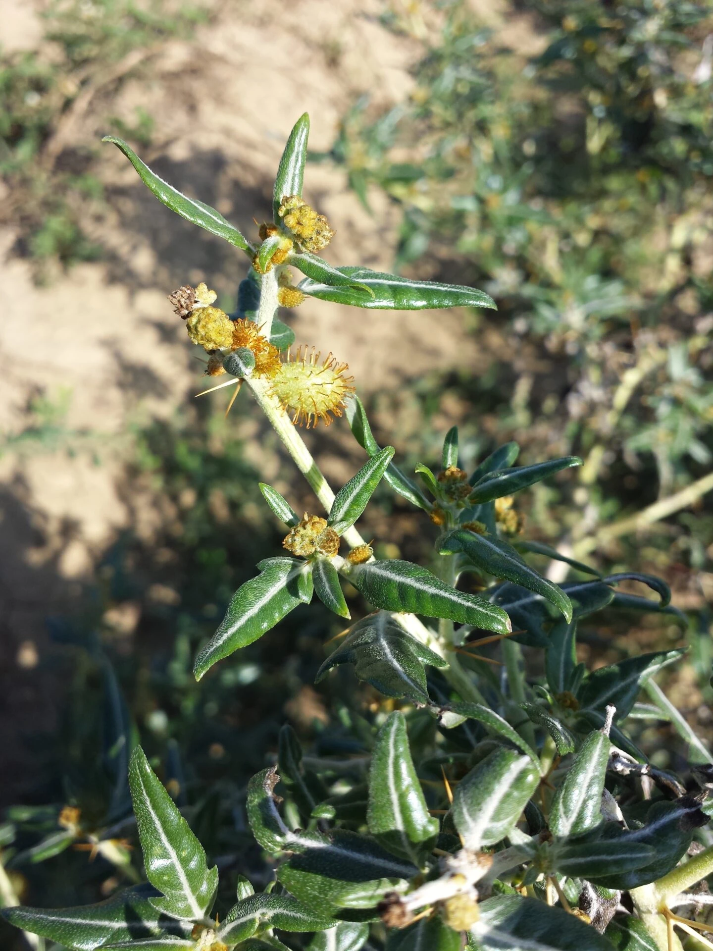 Ghimpe (Xanthium spinosum) - informatii despre plante medicinale - Hypericum Impex