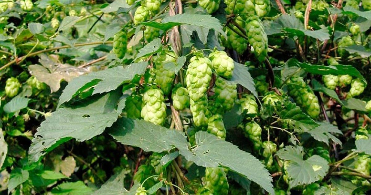 Hamei (Humulus lupulus)