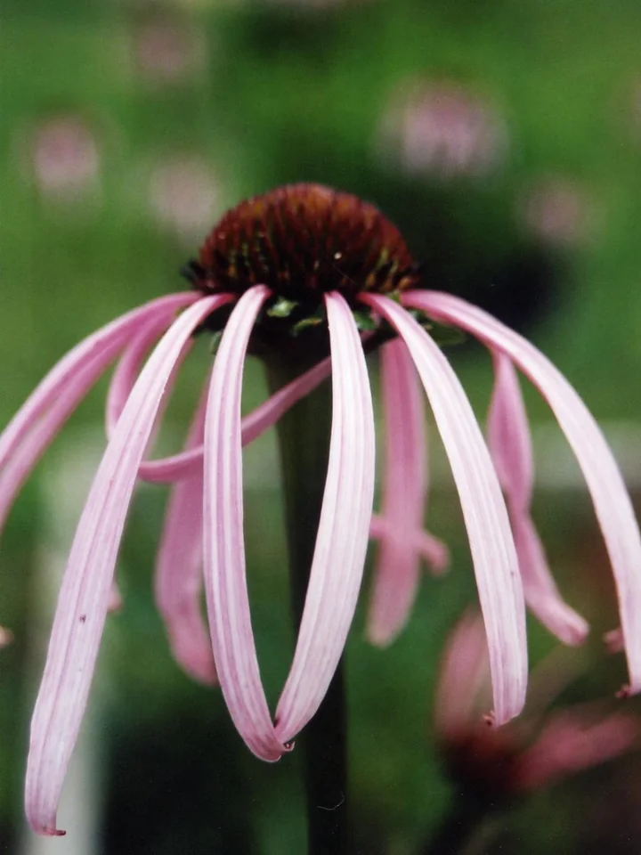 Floare de Echinacea pallida, cu petale foarte lungi, înguste și lăsate în jos, în jurul unui con închis la culoare