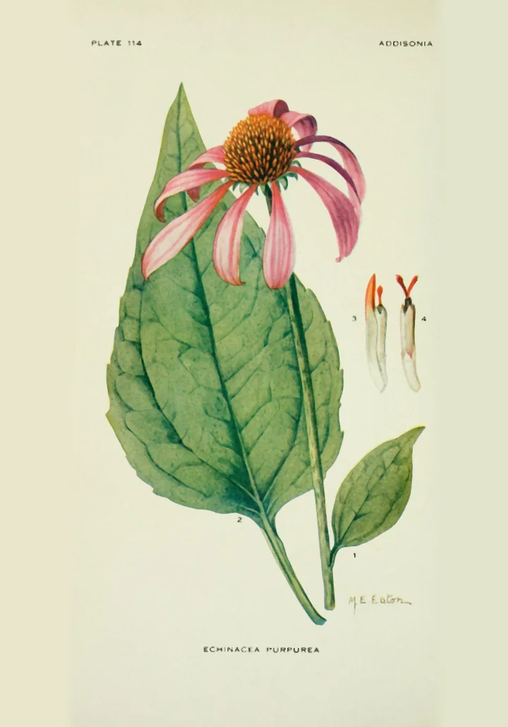 Planșă botanică veche cu Echinacea purpurea: o frunză mare, o floare cu petale roz curbate și două flori mici desenate separat