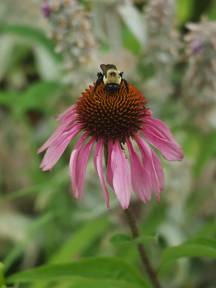 Capitul de echinacea cu un bondar pe con, printre frunze verzi, cu petale roz late, curbate în jos