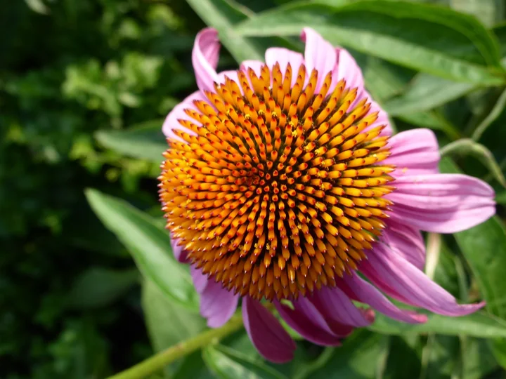 Conul unei flori de echinacea văzut de sus, cu sute de flori mici și solzi ascuțiți portocalii, între petale roz
