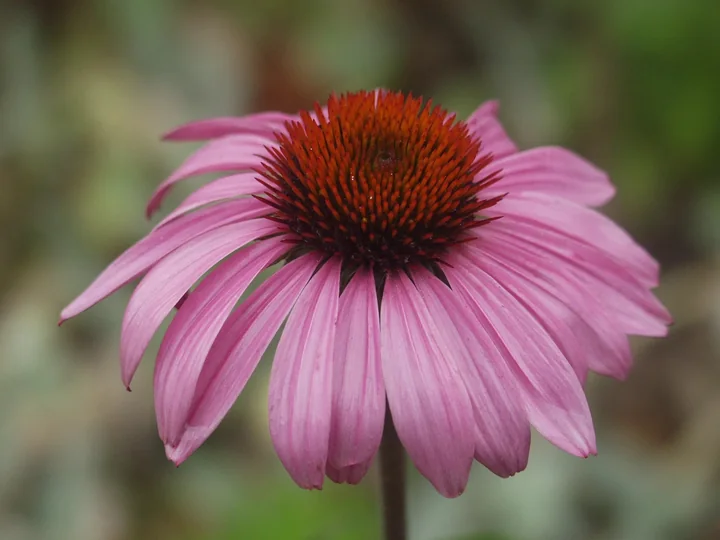 Floare de echinacea văzută din față, cu petale roz-purpurii desfăcute în jurul unui con roșu-brun