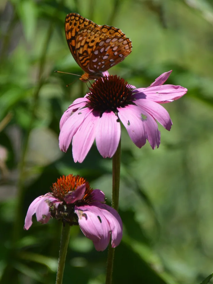 Un fluture portocaliu cu pete negre pe un capitul de echinacea, cu un al doilea capitul dedesubt