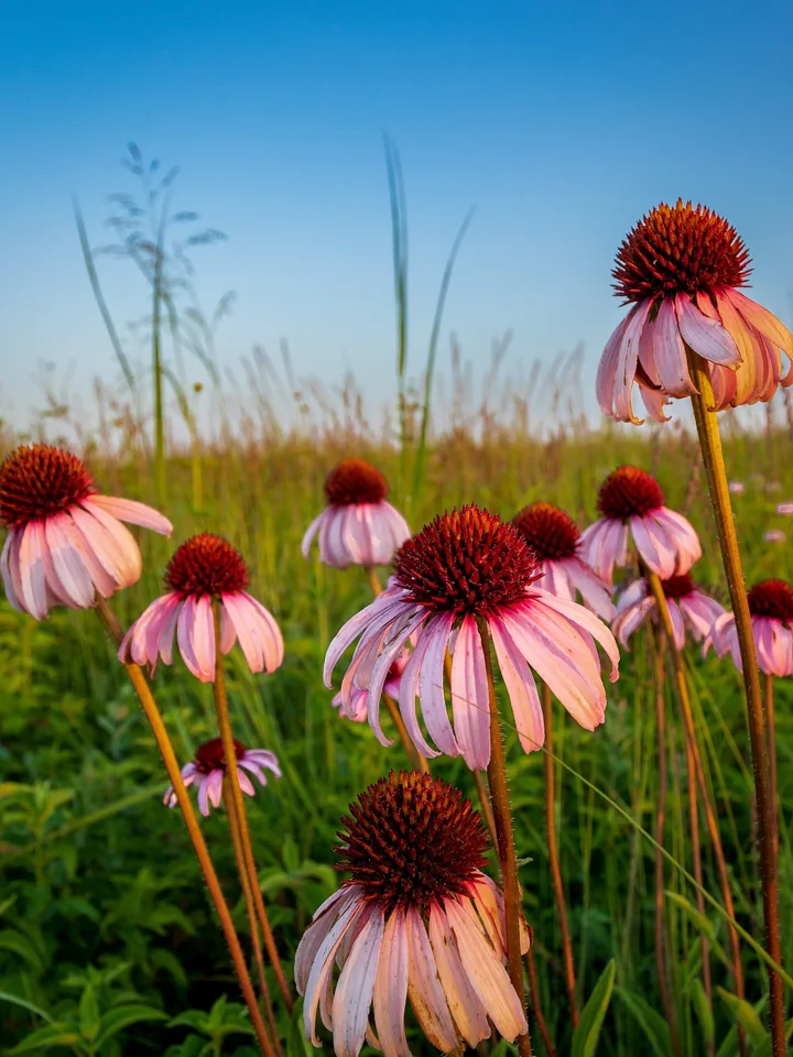 Flori de echinacea cu petale roz lăsate în jos, pe tulpini lungi, într-o prerie, sub un cer albastru
