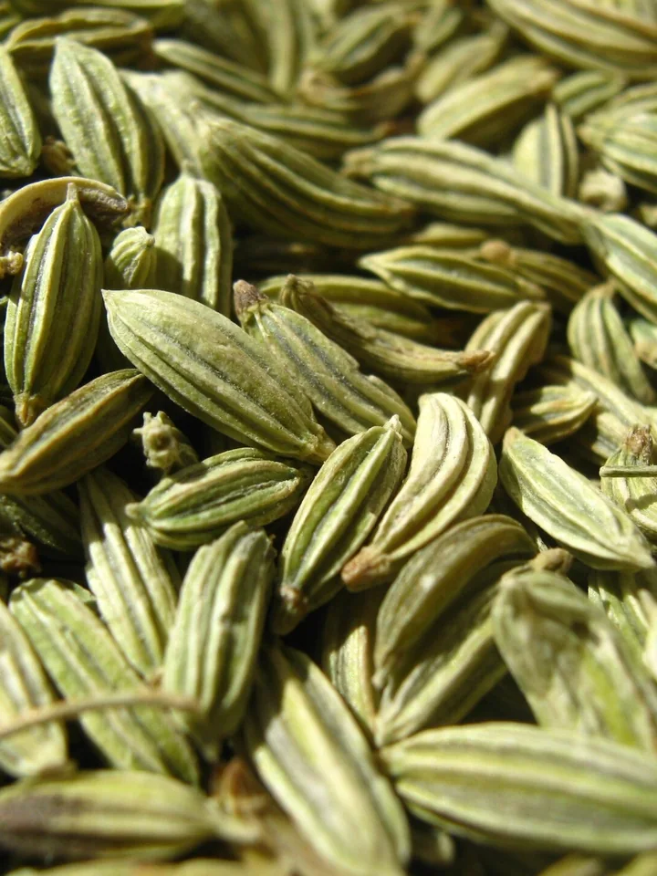 Fructe de fenicul văzute de aproape: alungite, verzi, cu cinci coaste mai deschise la culoare