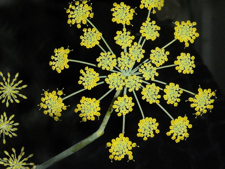 Umbelă de fenicul văzută de aproape, cu umbelule dese de flori galbene, pe un fond negru
