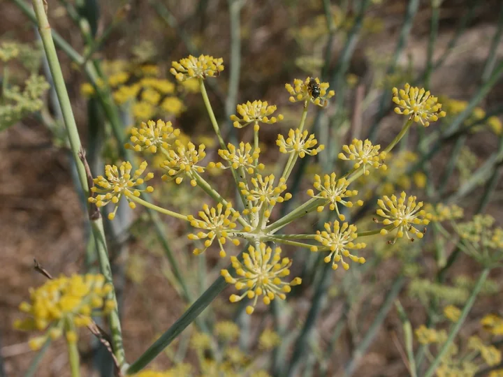 Umbelă de fenicul văzută de aproape, cu umbelule de flori galbene pe raze subțiri