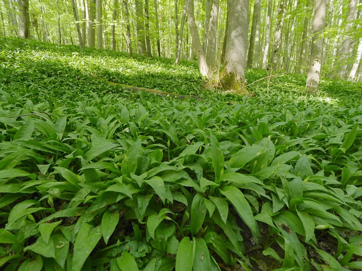 Pădure de foioase primăvara, cu solul acoperit de un covor des de frunze de leurdă