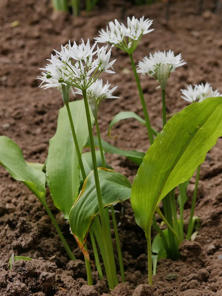 Plante de leurdă pe un sol brun, cu frunze late, fiecare pe codița ei, și umbele de flori albe pe tulpini subțiri