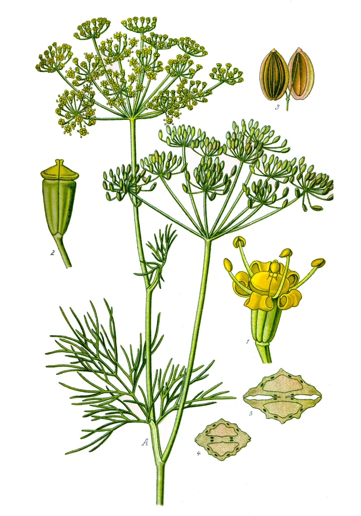 Planșă botanică veche cu mărarul: tulpină cu frunze fine, umbele, floare și fructe turtite desenate separat