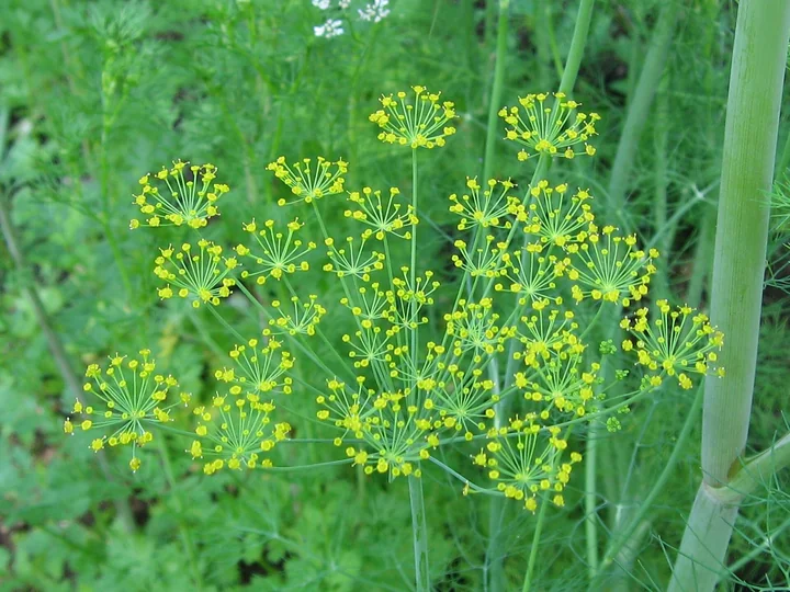 Umbelă de mărar cu flori galbene mici, pe fire subțiri, între frunze fine, verzi