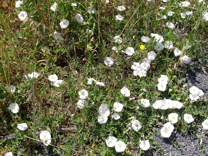 Volbură înflorită, cu multe flori albe răspândite printre ierburi