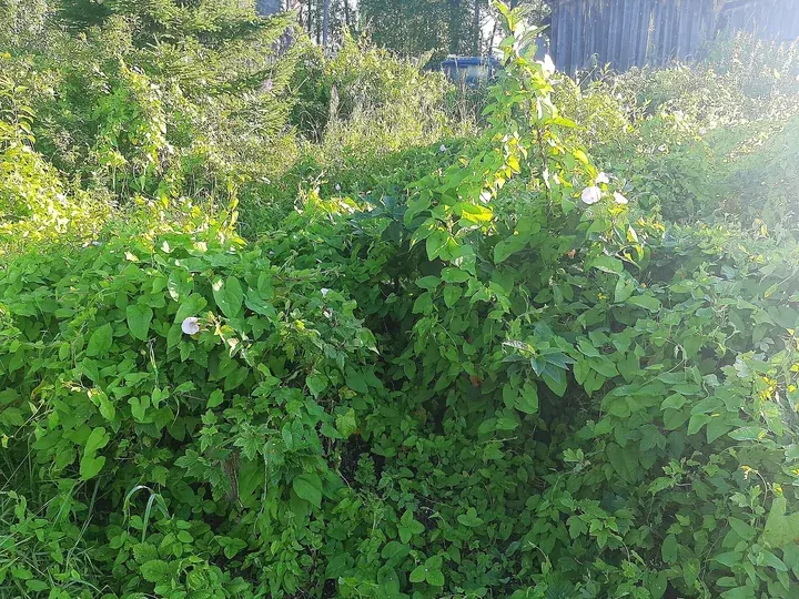 Strat de grădină acoperit de volbură, cu frunze verzi dese și câteva flori albe